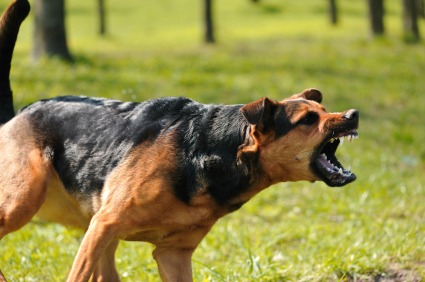 training-aggressive-dogs-12816431